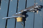 Oem 1995 1996 1997 1998 1999 2000 2001 2002 Jaguar XJ6 Cat Hood Ornament Emblem. Fixed Price $50.00.
