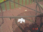 Oe Vintage Pontiac Firebird Front Fender Emblem - Vitrolux. Fixed Price $45.00.